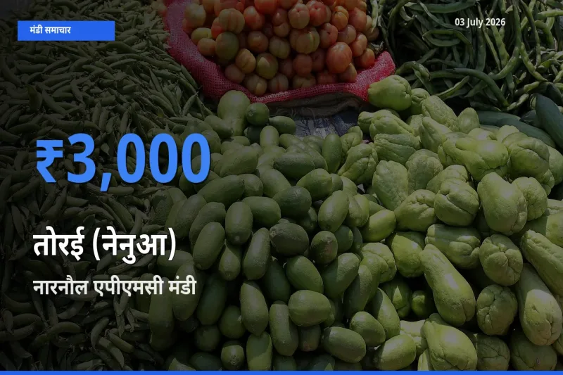 नारनौल एपीएमसी में तोरई (नेनुआ) का आज सबसे ऊँचा भाव