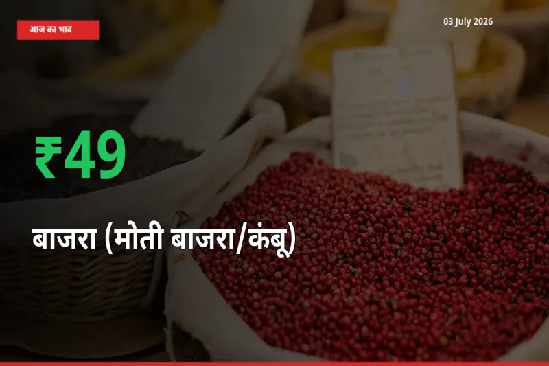 तेज़ तेजी! मंडी में बाजरा (मोती बाजरा/कंबू) के दाम 48.83% चढ़े