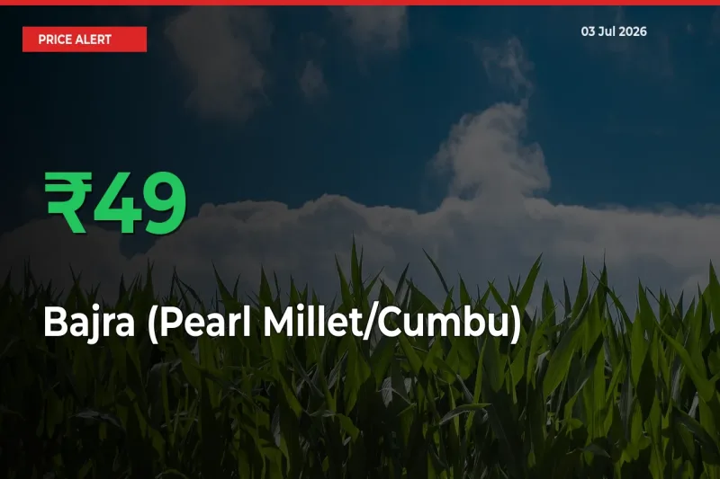 Bajra (Pearl Millet/Cumbu) Rises 48.83% at Mandis