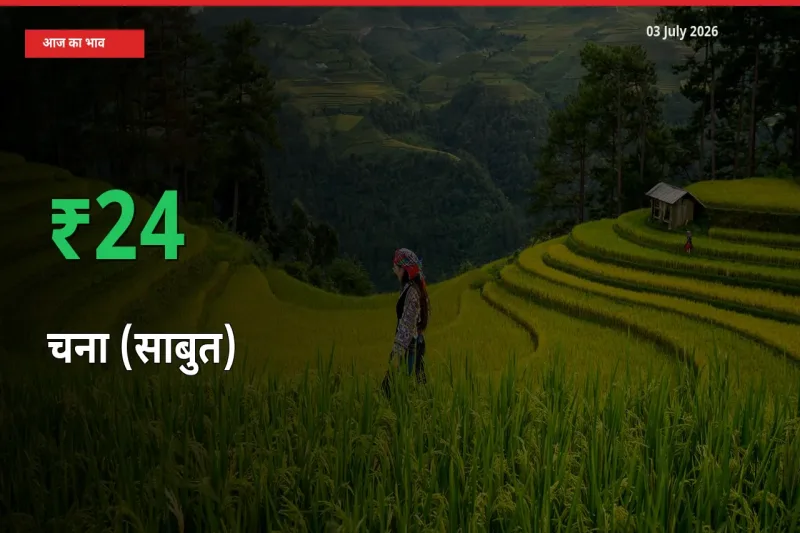 स्थानीय मंडी में चना (साबुत) के दाम अचानक 23.79% उछले, किसान सतर्क