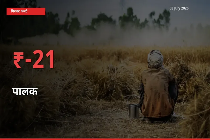 स्थानीय मंडी में पालक के दाम अचानक 21.05% गिरे, किसानों की चिंता बढ़ी