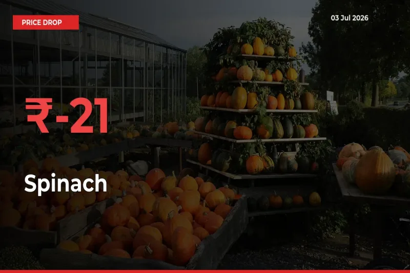 21.05% Drop in Spinach Prices – Mandi Sees Sudden Fall