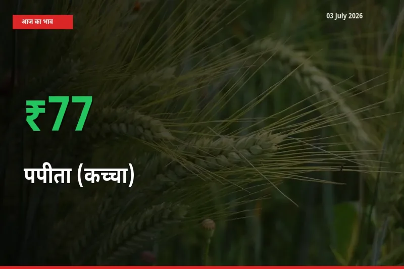 किसानों के लिए खुशखबरी! स्थानीय मंडी में पपीता (कच्चा) 77.27% उछला
