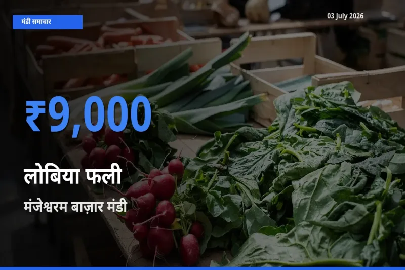 मंजेश्वरम बाज़ार मंडी में आज लोबिया फली के सबसे ऊँचे दाम दर्ज