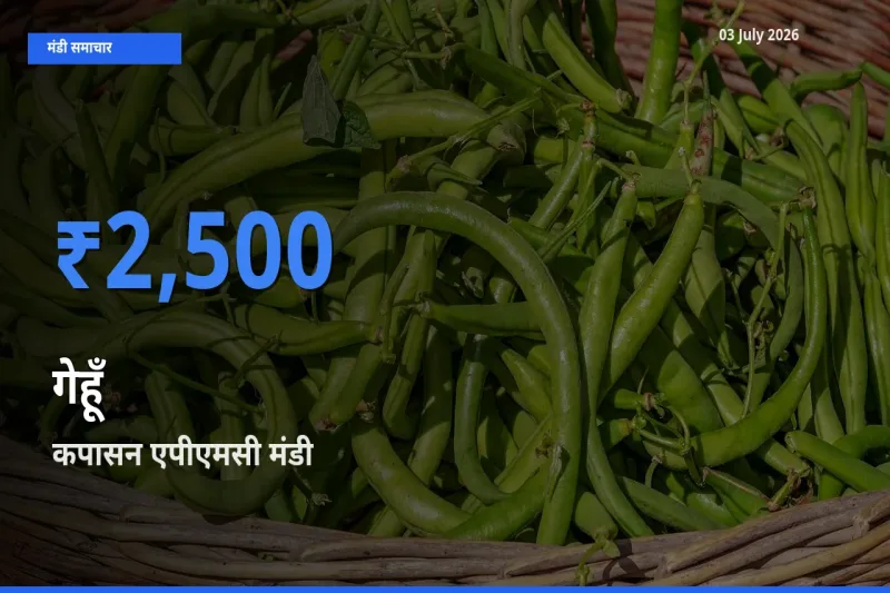 03 July अपडेट: गेहूँ के सबसे ऊँचे दाम कपासन एपीएमसी मंडी में