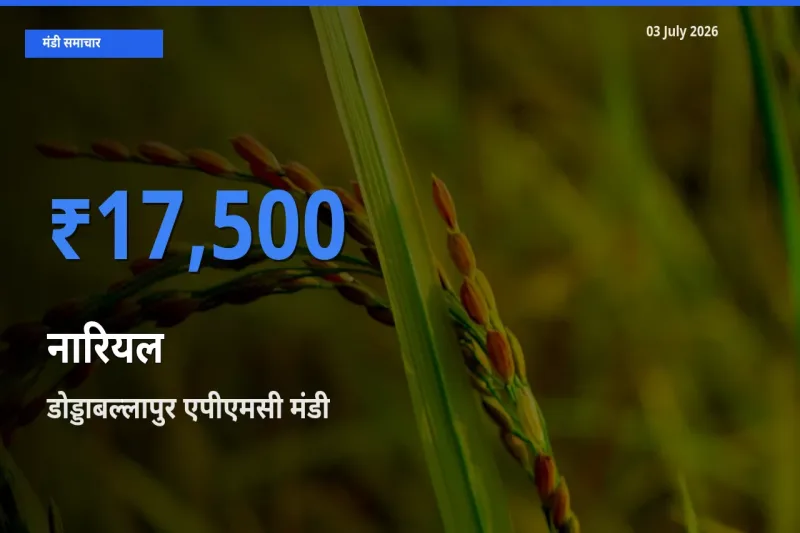 डोड्डाबल्लापुर एपीएमसी मंडी में नारियल ₹17,500 पर पहुँचा – आज का सर्वोच्च भाव