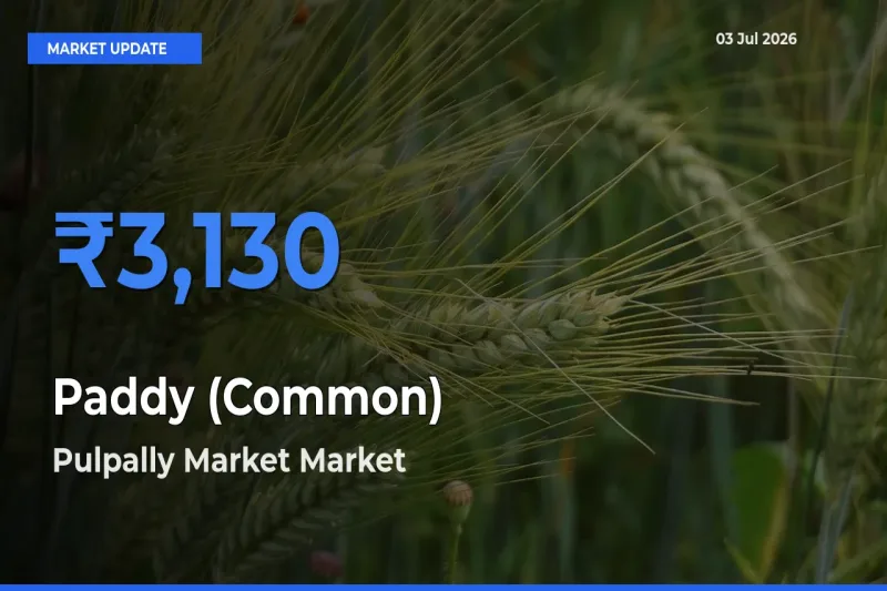 Pulpally Market Tops Paddy (Common) Mandi Rates Today