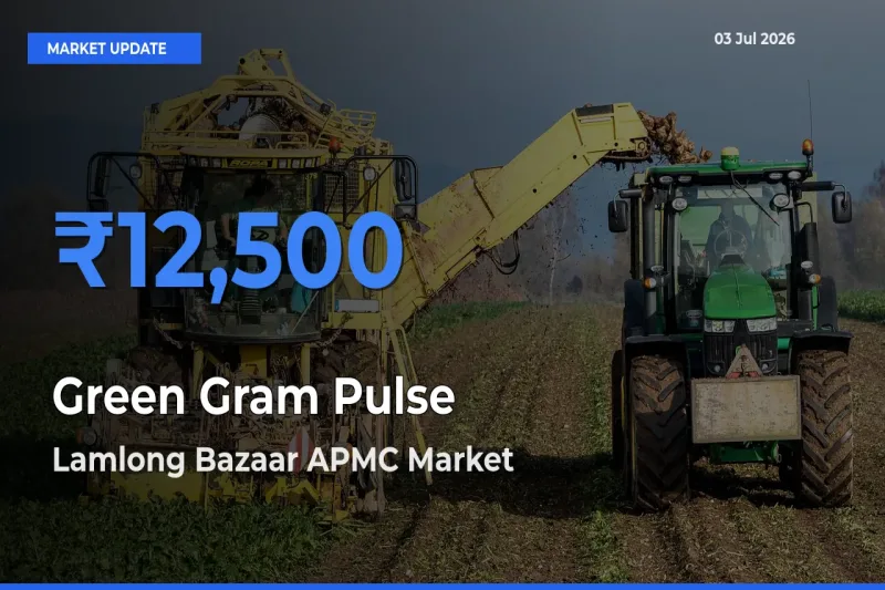 Lamlong Bazaar APMC Records Highest ₹12,500 Rate for Green Gram Pulse
