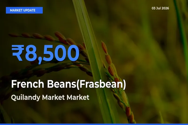Quilandy Market Offers ₹8,500 – Highest French Beans(Frasbean) Rate Today