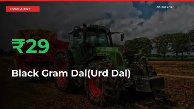 Black Gram Dal(Urd Dal) Mandi Rate Today: Prices Jump 29.39% at Market