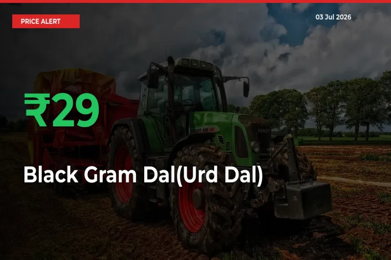 Black Gram Dal(Urd Dal) Mandi Rate Today: Prices Jump 29.39% at Market