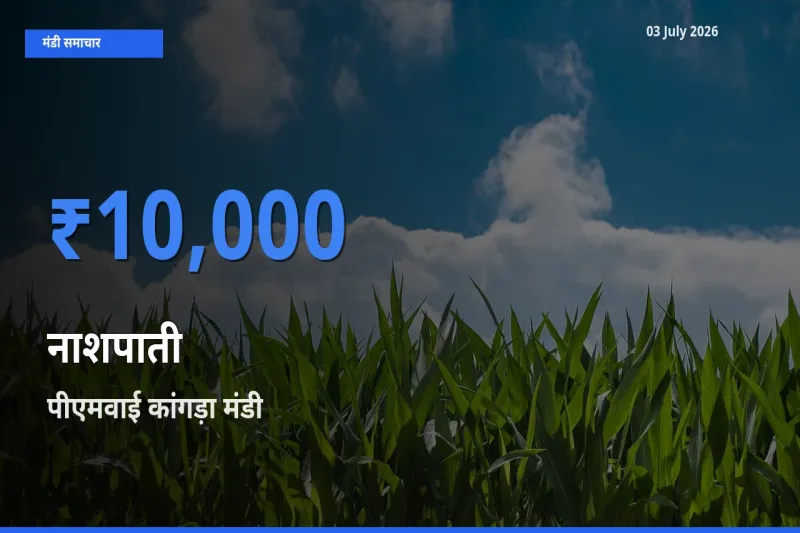 पीएमवाई कांगड़ा में नाशपाती का आज सबसे ऊँचा भाव