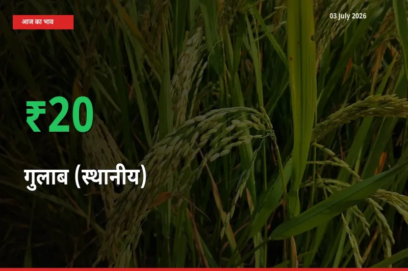 गुलाब (स्थानीय) के दाम प्रमुख मंडी में 19.65% बढ़े, 24 घंटे में बड़ा बदलाव