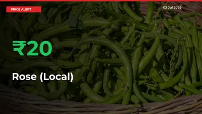 Rose (Local) Prices Rise 19.65% in a Day at Major Mandis