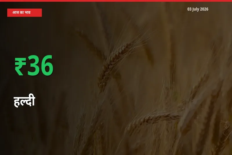 स्थानीय मंडी में हल्दी के दाम अचानक 36.37% उछले, किसान सतर्क