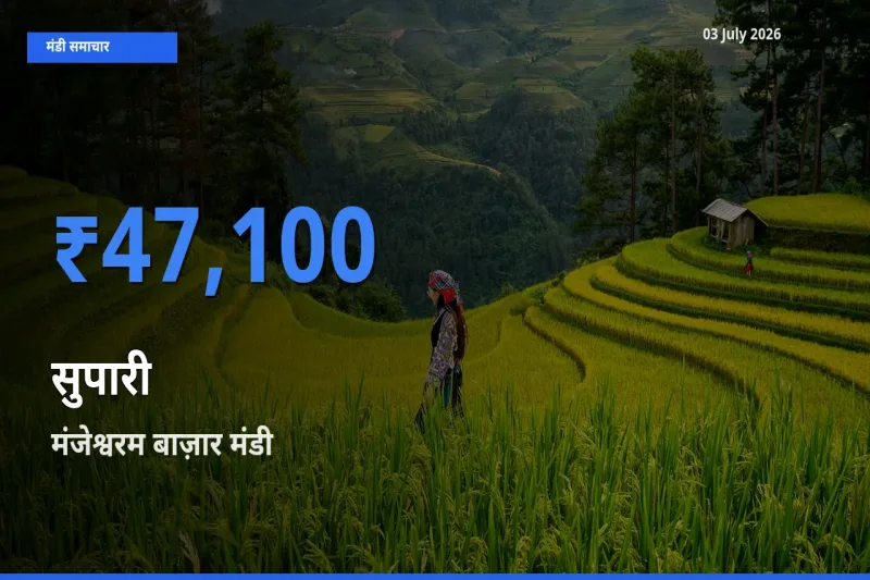 बाज़ार संकेत: मंजेश्वरम बाज़ार बना सुपारी के लिए आज की टॉप मंडी