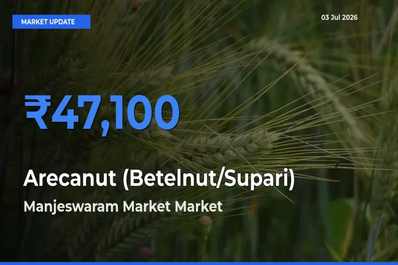 Top Performer! Manjeswaram Market Offers Best Arecanut (Betelnut/Supari) Price Today