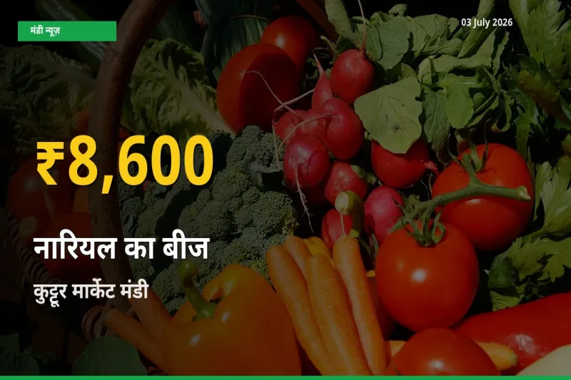 आज कुट्टूर मार्केट में नारियल का बीज के दाम रिकॉर्ड स्तर पर, ताज़ा मंडी भाव जानें