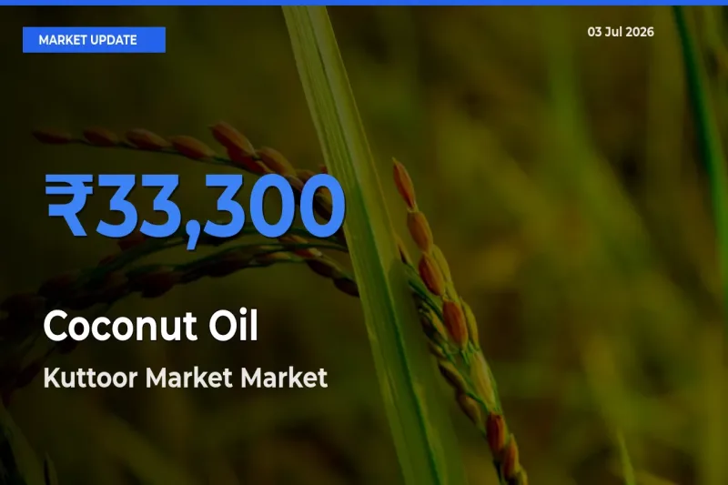 Kuttoor Market Emerges as Top Mandi for Coconut Oil Prices Today