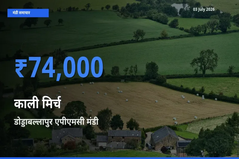 टॉप मंडी बना डोड्डाबल्लापुर एपीएमसी! काली मिर्च के सबसे ऊँचे दाम यहीं दर्ज