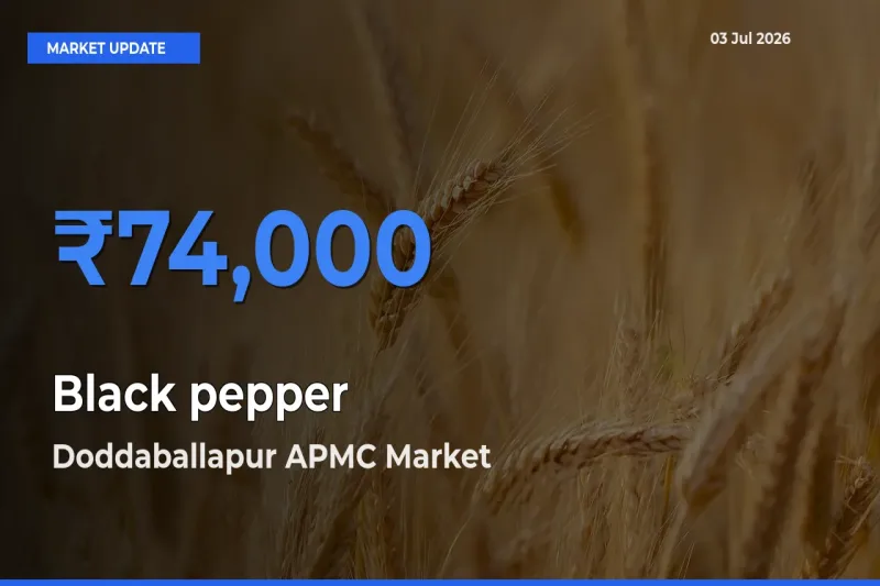 Doddaballapur APMC Leads as Top Mandi for Black pepper Prices