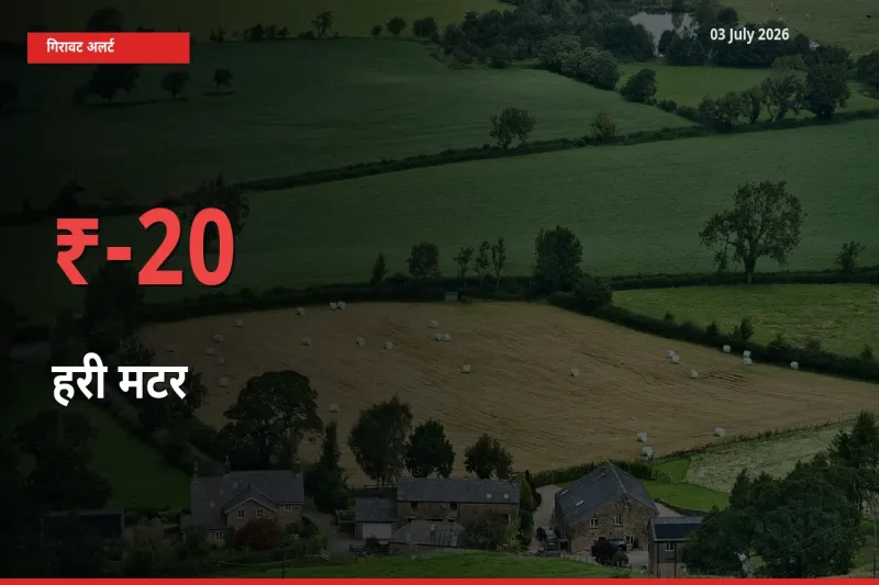 किसानों की चिंता बढ़ी! स्थानीय मंडी में हरी मटर 20.26% गिरा