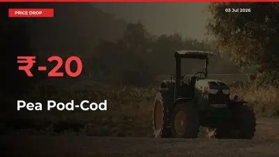 Why Pea Pod-Cod Prices Fell 20.26% in a Day at Mandis