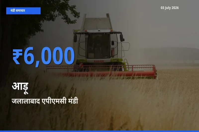 जलालाबाद एपीएमसी मंडी में आड़ू ₹6,000 पर पहुँचा – आज का सर्वोच्च भाव