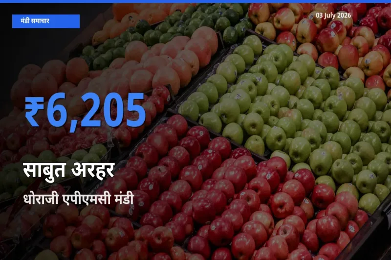 03 July अपडेट: साबुत अरहर के सबसे ऊँचे दाम धोराजी एपीएमसी मंडी में