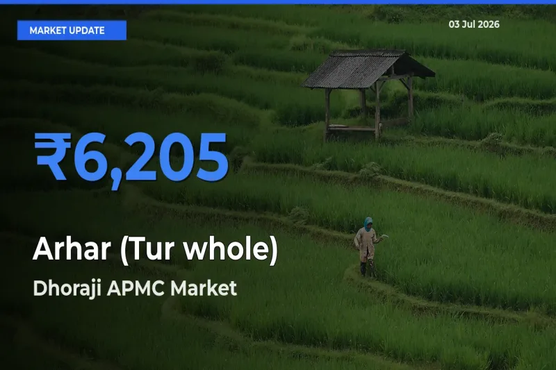 Top Performer! Dhoraji APMC Offers Best Arhar (Tur whole) Price Today