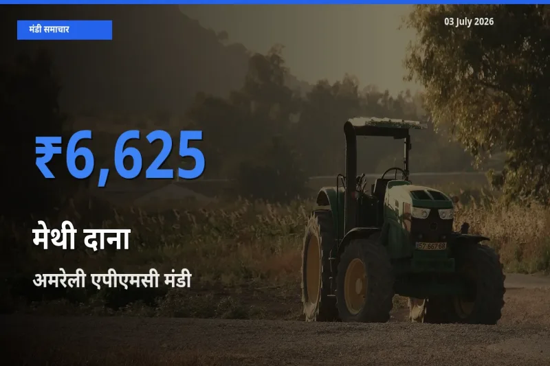 अमरेली एपीएमसी में मेथी दाना का आज सबसे ऊँचा भाव
