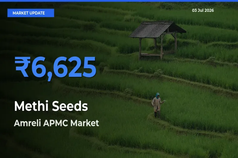 Amreli APMC Records Highest ₹6,625 Rate for Methi Seeds