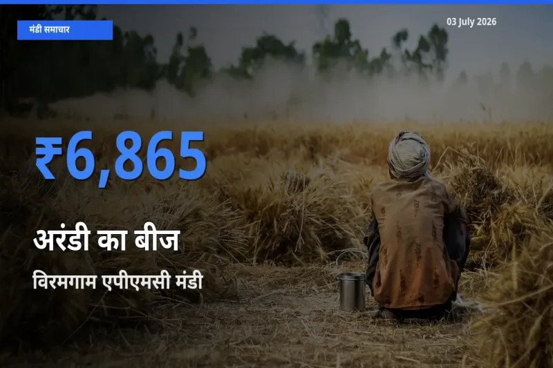 आज का मंडी भाव: अरंडी का बीज के सबसे ज़्यादा दाम विरमगाम एपीएमसी में