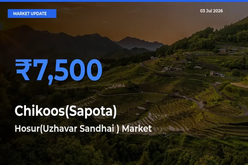 Hosur(Uzhavar Sandhai ) Tops Chikoos(Sapota) Rates – July 03 Market Update