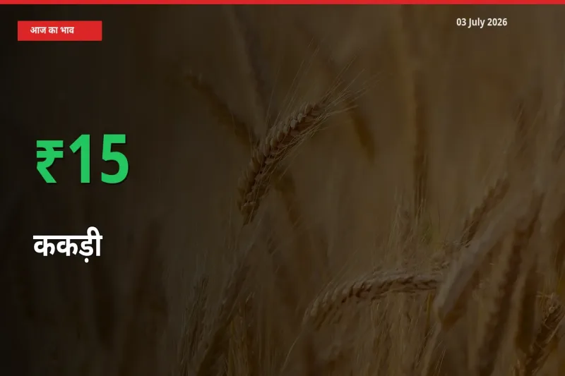 ककड़ी के दाम प्रमुख मंडी में 15.06% बढ़े, 24 घंटे में बड़ा बदलाव
