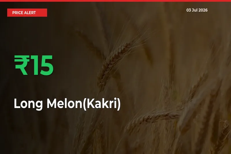 This Mandi Records 15.06% Jump in Long Melon(Kakri) Prices