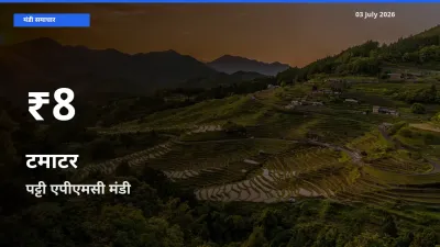 किसानों के लिए चिंता का विषय? टमाटर के दाम पट्टी एपीएमसी में 30 दिन के न्यूनतम स्तर पर