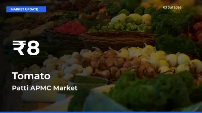 Farmers Concerned as Tomato Hits 30-Day Low in Patti APMC