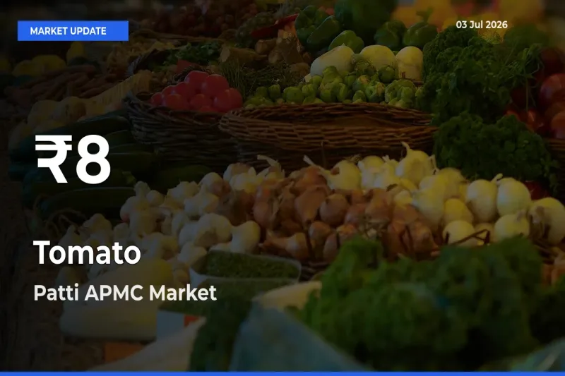 Farmers Concerned as Tomato Hits 30-Day Low in Patti APMC