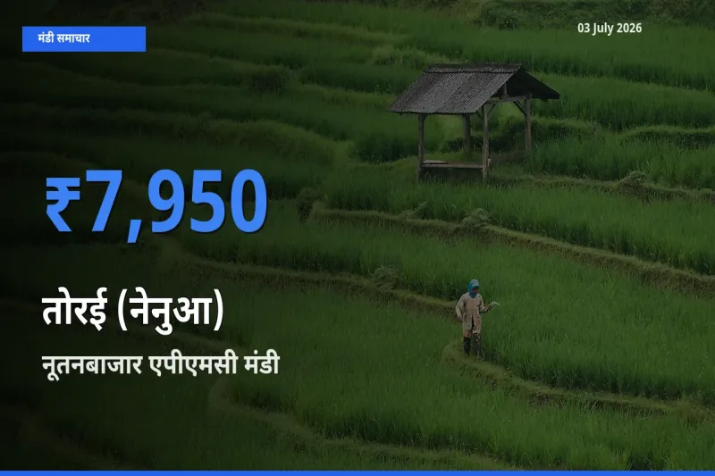 आज का मंडी भाव: तोरई (नेनुआ) के सबसे ज़्यादा दाम नूतनबाजार एपीएमसी में