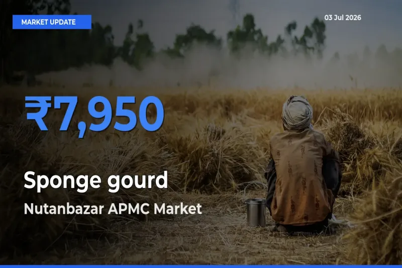 Nutanbazar APMC Offers ₹7,950 – Highest Sponge gourd Rate Today