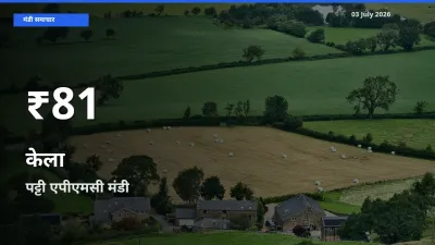 केला के दामों में गिरावट, पट्टी एपीएमसी में 30 दिन का न्यूनतम भाव