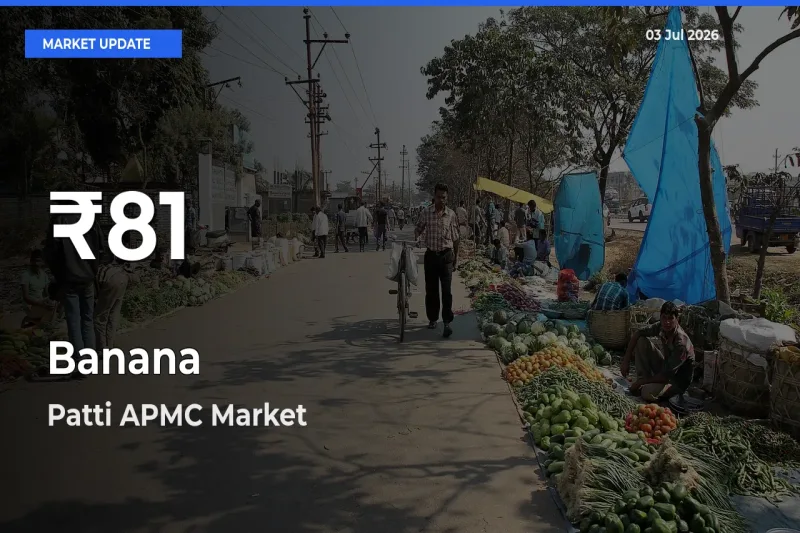 Banana Prices Touch 30-Day Low in Patti APMC – July 03 Update