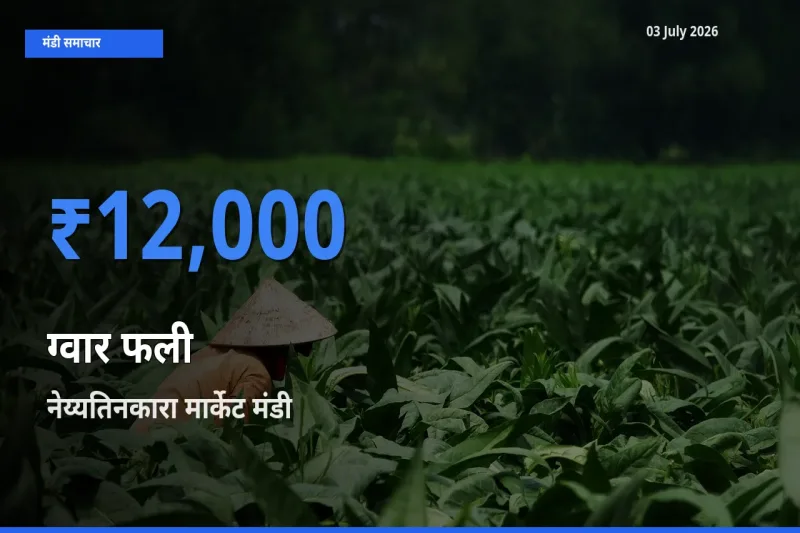 03 July अपडेट: ग्वार फली के सबसे ऊँचे दाम नेय्यतिनकारा मार्केट मंडी में