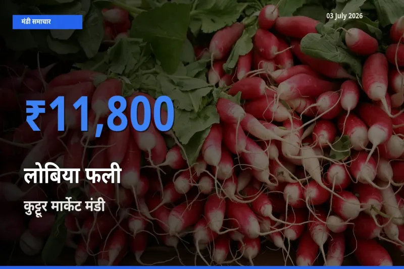आज लोबिया फली के सबसे ज़्यादा दाम कुट्टूर मार्केट मंडी में दर्ज