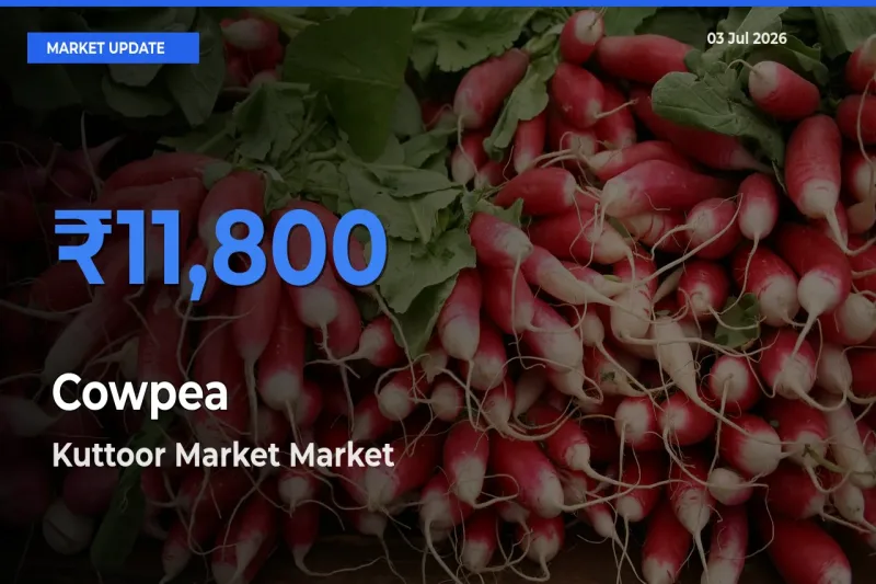 Cowpea Mandi Rate Today: Kuttoor Market Tops the List