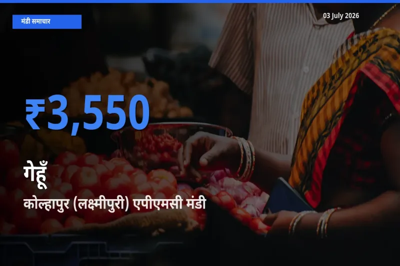 आज का मंडी भाव: गेहूँ के सबसे ज़्यादा दाम कोल्हापुर (लक्ष्मीपुरी) एपीएमसी में