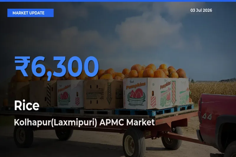 Kolhapur(Laxmipuri) APMC Leads as Top Mandi for Rice Prices