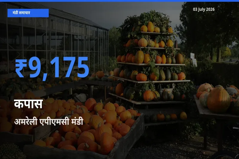 आज कपास के सबसे ऊँचे दाम ₹9,175 अमरेली एपीएमसी मंडी में