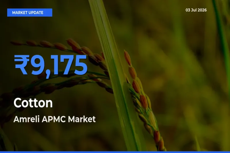 Amreli APMC Tops Cotton Mandi Rates Today
